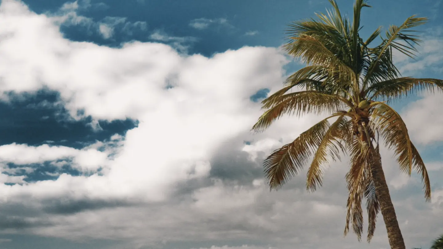 Palmera recortada contra nubes blancas y un cielo azul intenso.